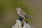 Image. Vesper Sparrow