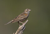 Image. Vesper Sparrow
