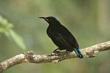 Image. Victoria's Riflebird