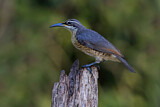 Image. Victoria's Riflebird