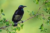 Image. Victoria's Riflebird
