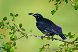 Image. Victoria's Riflebird