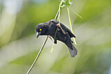 Image. Vieillot's Black Weaver