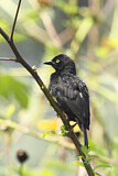Image. Vieillot's Black Weaver
