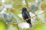 Image. Vieillot's Black Weaver