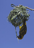 Image. Village Weaver