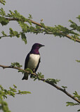 Image. Violet-backed Starling