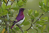 Image. Violet-backed Starling