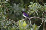 Image. Violet-backed Starling