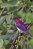 Image. Violet-backed Starling
