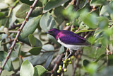 Image. Violet-backed Starling