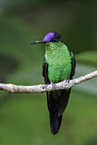 Image. Violet-capped Woodnymph