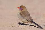 Image. Violet-eared Waxbill