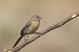 Image. Violet-eared Waxbill