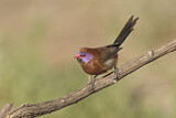Image. Violet-eared Waxbill