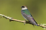 Image. Violet-green Swallow