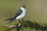 Image. Violet-green Swallow