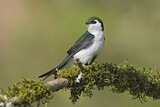 Image. Violet-green Swallow