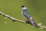 Image. Violet-green Swallow
