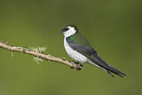 Image. Violet-green Swallow