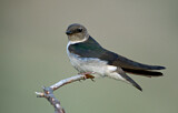 Image. Violet-green Swallow