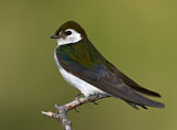 Image. Violet-green Swallow
