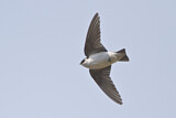 Image. Violet-green Swallow