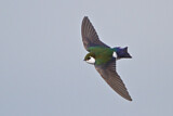 Image. Violet-green Swallow