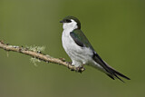 Image. Violet-green Swallow