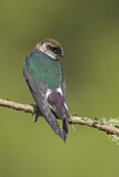 Image. Violet-green Swallow