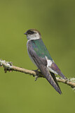 Image. Violet-green Swallow