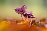 Image. Violetter Lacktrichterling
