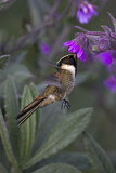 Image. Violettkehl-Helmkolibri