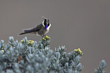 Image. Violettkehl-Helmkolibri