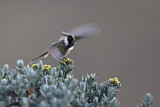 Image. Violettkehl-Helmkolibri