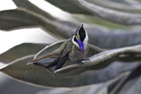 Image. Violettkehl-Helmkolibri