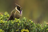 Image. Violettkehl-Helmkolibri