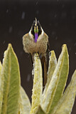 Image. Violettkehl-Helmkolibri