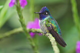 Image. Violettkopfkolibri