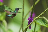 Image. Violettkopfkolibri