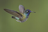 Image. Violettkopfkolibri