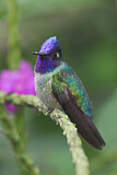 Image. Violettkopfkolibri