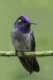Image. Violettkopfkolibri