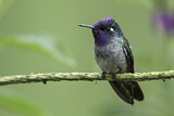 Image. Violettkopfkolibri