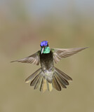 Image. Violettkron-Brillantkolibri