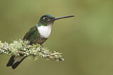 Image. Violettscheitel-Andenkolibri