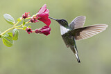 Image. Violettscheitel-Andenkolibri