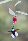 Image. Violettscheitel-Andenkolibri