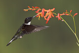 Image. Violettscheitel-Andenkolibri