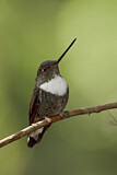 Image. Violettscheitel-Andenkolibri